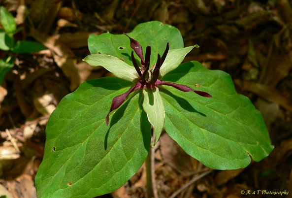 {Trillium stamineum}
